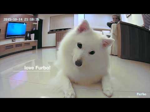 Dogs Love Furbo Dog Camera